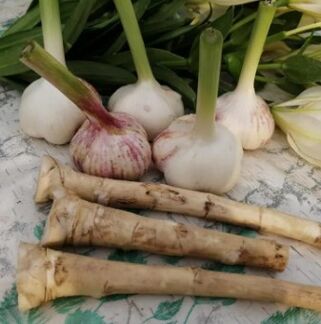 Peppering and garlic against lamblia