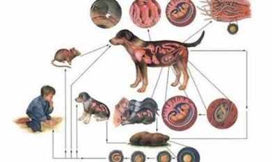 Causes and ways to infection with worms