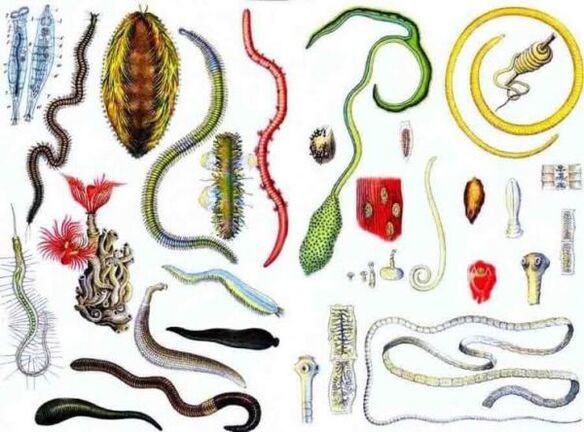 types of parasites in humans