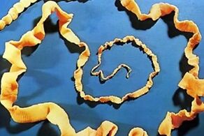 bovine tapeworms from humans